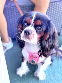 Cane Cavalier King Charles spaniel