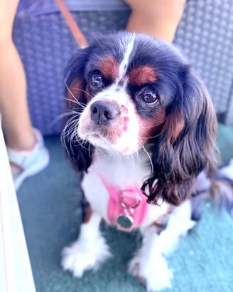 Cane Cavalier King Charles spaniel