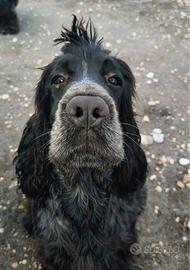 Cocker spaniel di 8 mesi