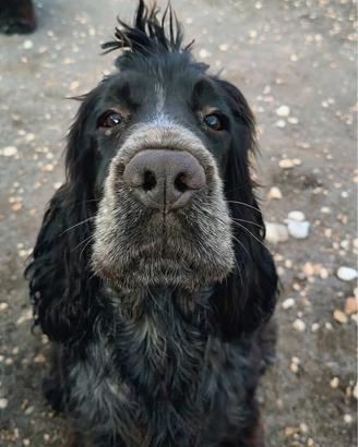 Cocker spaniel di 8 mesi