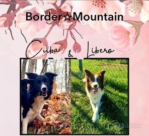 Cuccioli Border Collie 2 mesi