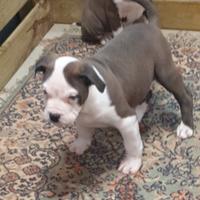 American bully pocket maschi e femmine