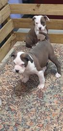 American bully pocket maschi e femmine