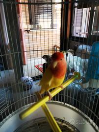  pappagallino inseparabile 