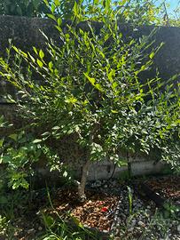 Bonsai di carpino selvatico - esemplare di 8 anni
