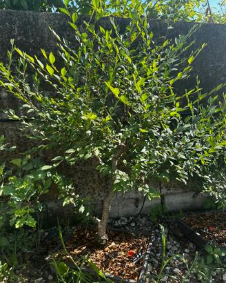 Bonsai di carpino selvatico - esemplare di 8 anni