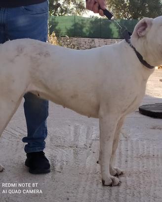 Dogo argentino con pedigree TOP