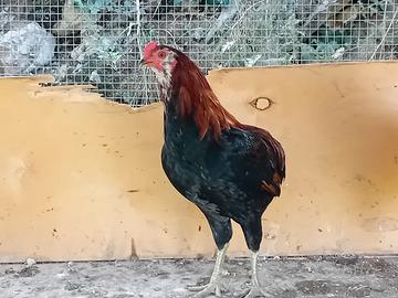 Gallo Auracana 