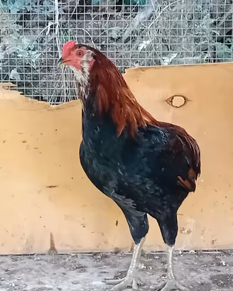 Gallo Auracana 
