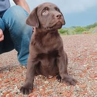 Labrador Cuccioli Cioccolato
