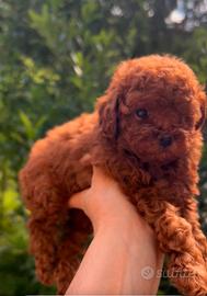 Cuccioli barboncino toy Pedigree Enci e mini toy