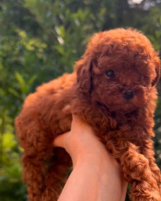 Cuccioli barboncino toy Pedigree Enci e mini toy