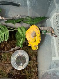 Baby Morelia viridis biak