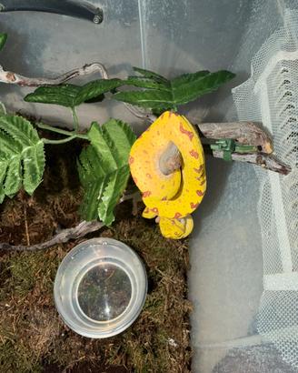 Baby Morelia viridis biak