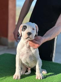 Dogo Argentino Cuccioli