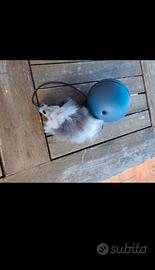 Giochino per gatto