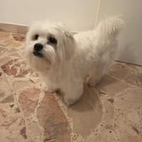 Maltese maschio per accoppiamento