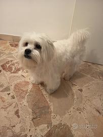 Maltese maschio per accoppiamento