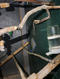 Cocorita faccia nera