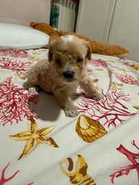 Maltipoo