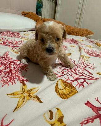 Maltipoo