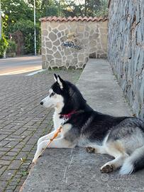 Husky da monta  CERCAS