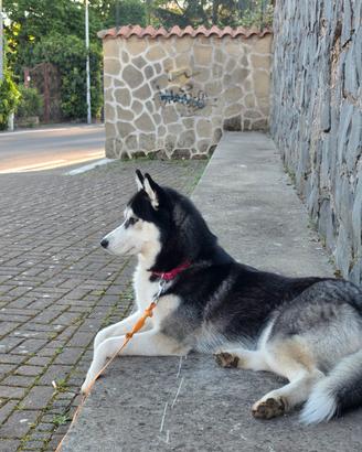 Husky da monta  CERCAS