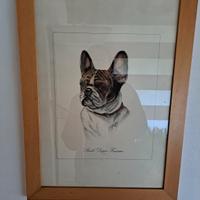 stampa bouledogue francese