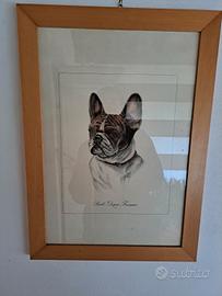 stampa bouledogue francese