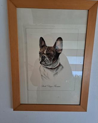 stampa bouledogue francese