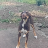 Cucciolo di cane