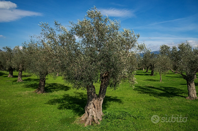 Terreno agricolo uliveto