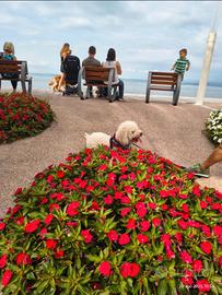 Lagotto romagnolo. Chester