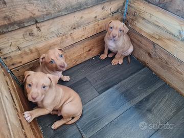 Cuccioli di pitbull
