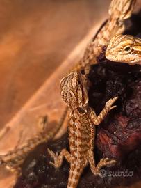 Pogona vitticeps ( drago barbuto, baby)