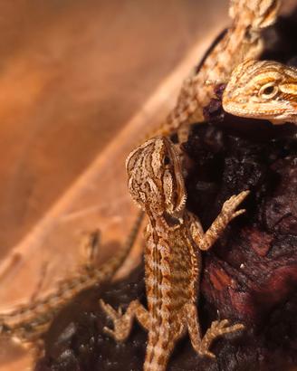 Pogona vitticeps ( drago barbuto, baby)