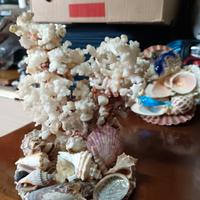 collezione di conchiglie e corallo