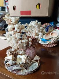 collezione di conchiglie e corallo
