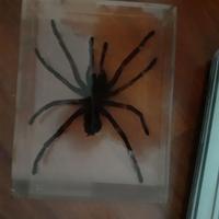 Collezione di insetti in resina