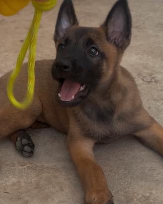 Prestigiosa Cucciolata Malinois Pedigree ENCI