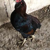Gallo araucana
