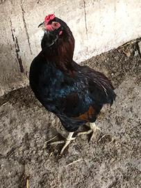 Gallo araucana