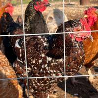 Galli australorp e sussex