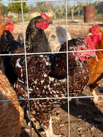 Galli australorp e sussex