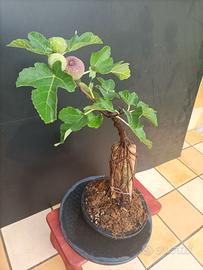 Bonsai