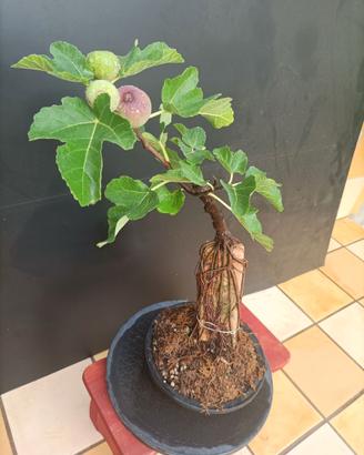 Bonsai