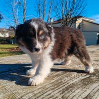 Cucciolo di Pastore Australiano