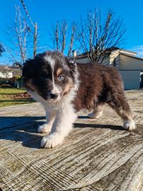 Cucciolo di Pastore Australiano