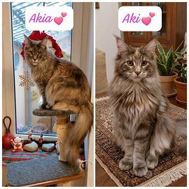 Maine Coon: Aki e Akia