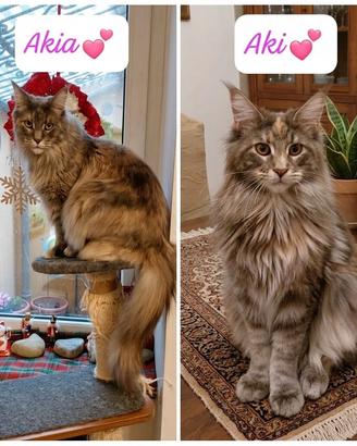 Maine Coon: Aki e Akia